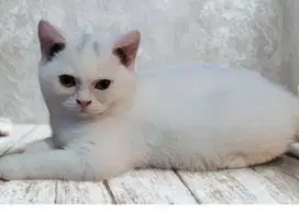 British short Hair (BSH) Male 4bln white solid