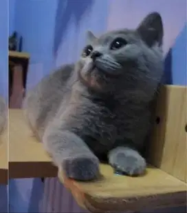 British short Hair (BSH) Male 4bln