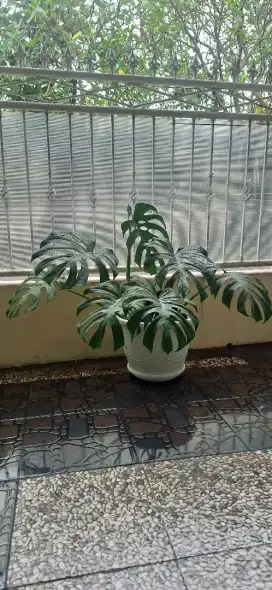 Tanaman Hias Monstera