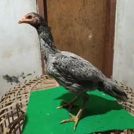 Ayam bangkok x mangon betina