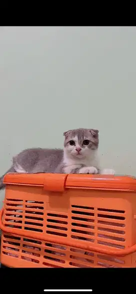 Kucing Kitten Scottishfold Sh & Pure British shorthair