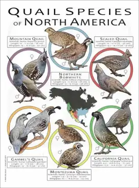Puyuh hias (bobwhite)