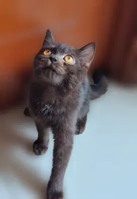 Kucing Bsh non ped