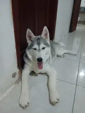 Dijual husky remaja