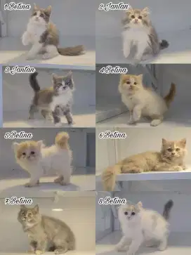 Kucing kitten persia himalaya ragdoll bsh