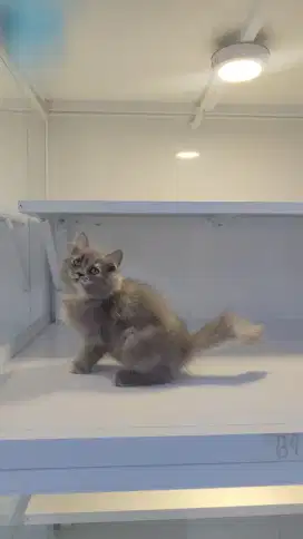 Kucing persia betina kitten abu