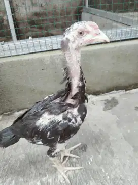Anakan Ayam Bangkok borongan