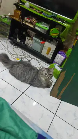 Kucing anggora campuran