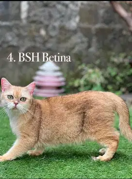 Kucing british shorthair golden betina