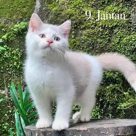 Kucing british shorthair kitten
