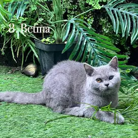 Kucing british shorthair kitten
