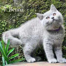 Kucing british shorthair kitten