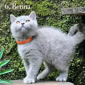 Kucing british shorthair kitten