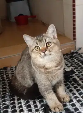 Kucing kitten British Shorthairr Golden black Male
