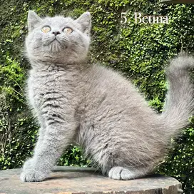 Kucing british shorthair kitten