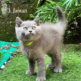 Kucing british shorthair kitten