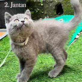 Kucing british shorthair kitten
