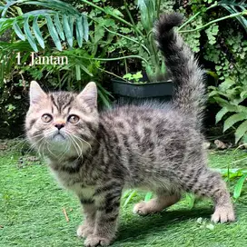 Kucing british shorthair kitten