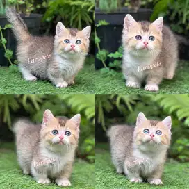 Kucing munchkin british golden cebol