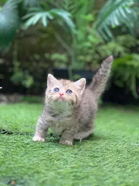 Kucing munchkin british golden taby cebol