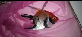 Jual manfish red devil 5-6 cm