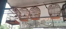 Jual burung puter jios dah bunyi...