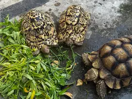 Kura kura Sulcata Pardalis