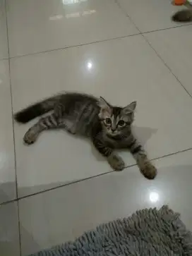 Adop kucing ras