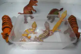 Leopard gecko tokek jumbo, siap diternak