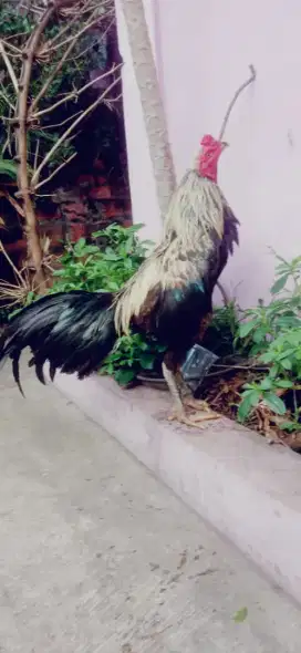 Ayam Pama iq pakhoy win x mantap pukul speed ko vidio ada Suro watu ok