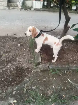 beagle jantan 2 th
