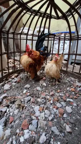 Ayam serama dewasa