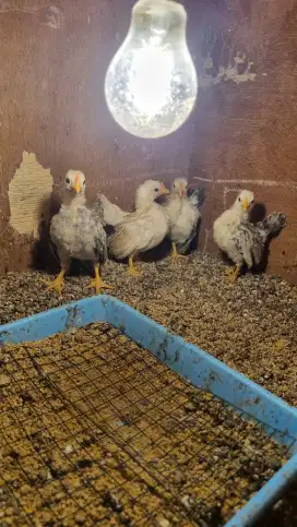 Borongan Anakan ayam serama