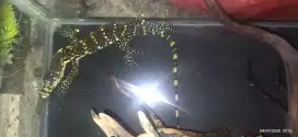 Biawak baby anakan