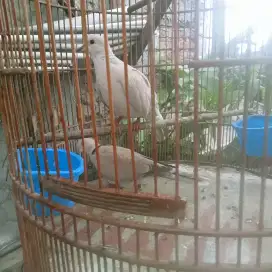 Jual sepasang puter pelung