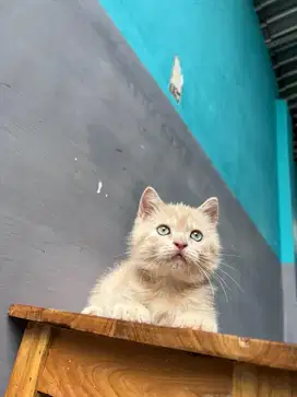 british shorthair mix munchkin