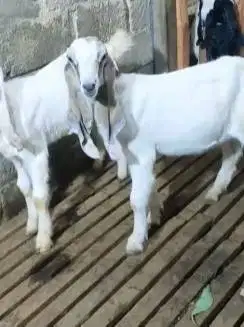 paket 3 ekor anakan kambing etawa 4-5 bulanan 1 jantan 2 betina manteb