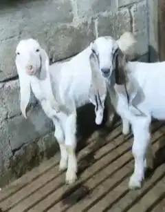 promo 3 ekor anakan kambing etawa 1 jantan 2 betina 4-5 bulanan super
