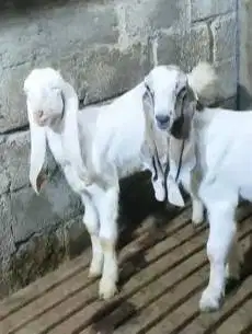 3 ekor cempe kambing etawa 4-5 bulanan 1 jantan 2 betina super unggul