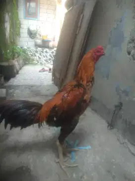 Ayam Bangkok pakoy× plucker