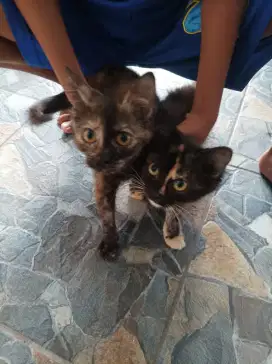 Kucing Kitten Persia 3 warna betina 4 bulan