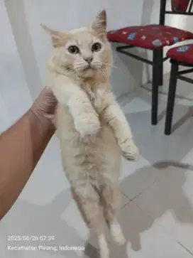 Open adopt kucing persia