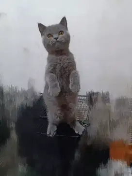 British Shorthair (BSH)