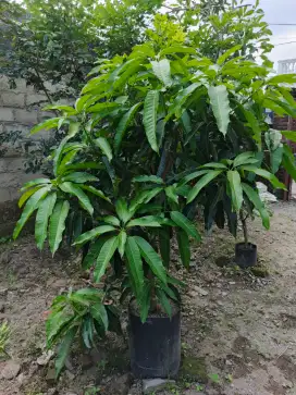 Mangga mudenkao/ mothienko berbunga/ mulai berbuah
