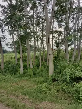Tanah murah bonus pohon sengon