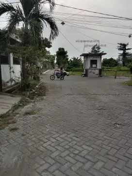 Tanah murah bonus pohon sengon