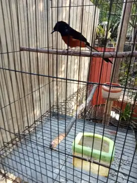 Jual murai blorok