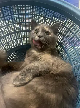 Open adop kucing/ kitten 8 bulan persia mix ragdoll