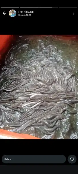 Ikan lele hidup