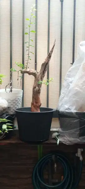 Bahan bonsai sisir